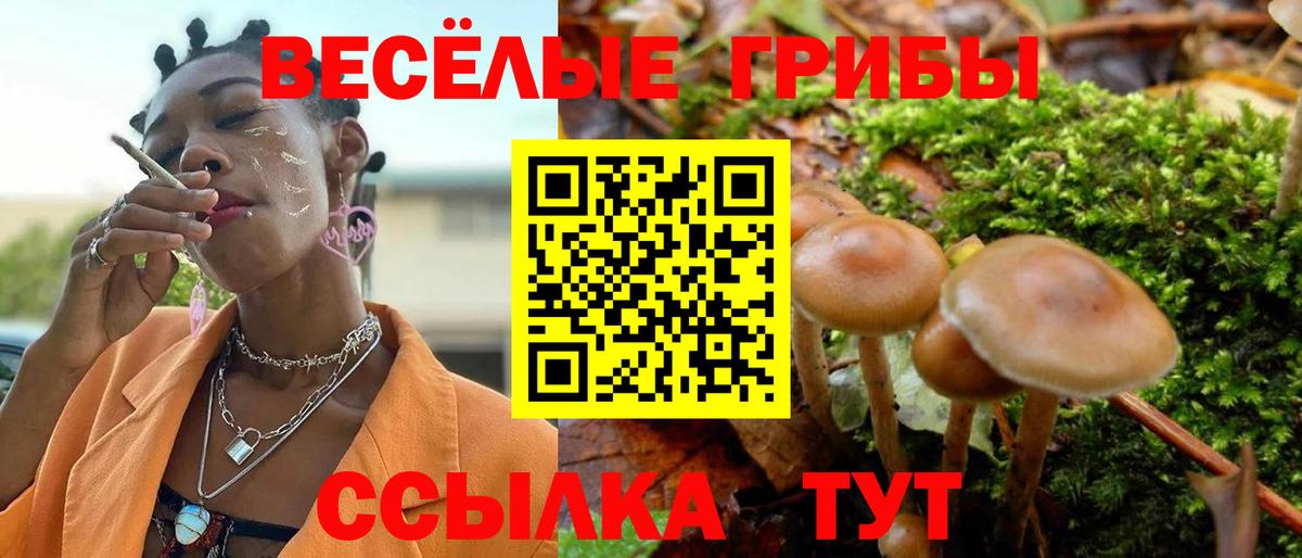Галлюциногенные грибы Psilocybine cubensis  купить  сайты  Вход с VPN  Красный Сулин  Псилоцибиновые грибы MAGIC MUSHROOMS 